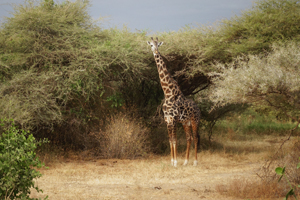 Lake Manyara, Serengeti, N'gorongoro, Tarangire